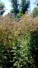 Захоронение ID 1290774