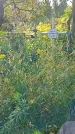 Захоронение ID 1290970