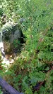 Захоронение ID 1291004