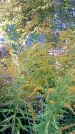 Захоронение ID 1291088