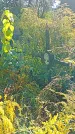 Захоронение ID 1291217