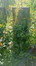 Захоронение ID 1291253