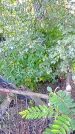 Захоронение ID 1291359