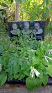 Захоронение ID 1291387