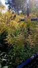Захоронение ID 1291504