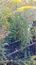 Захоронение ID 1291512
