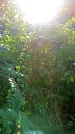 Захоронение ID 1291594