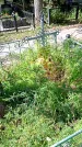 Захоронение ID 1291672