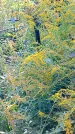 Захоронение ID 1291862