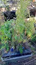 Захоронение ID 1292063