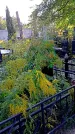 Захоронение ID 1292135