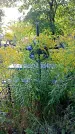 Захоронение ID 1292155