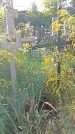 Захоронение ID 1292276