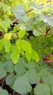 Захоронение ID 1292303