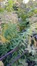Захоронение ID 1292470