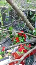Захоронение ID 1292537