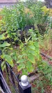 Захоронение ID 1292814