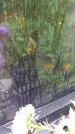 Захоронение ID 1293314