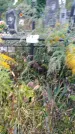 Захоронение ID 1293868