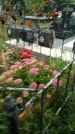 Захоронение ID 1294105