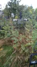Захоронение ID 1294135