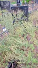 Захоронение ID 1294275