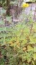 Захоронение ID 1294310