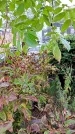 Захоронение ID 1294350