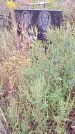 Захоронение ID 1294361