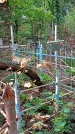 Захоронение ID 1294836