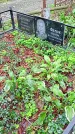 Захоронение ID 1295027