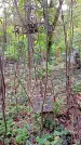 Захоронение ID 1295055