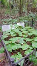 Захоронение ID 1295129