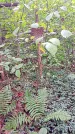 Захоронение ID 1295338