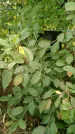 Захоронение ID 1296031