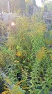 Захоронение ID 1296070