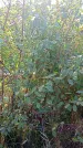 Захоронение ID 1296083