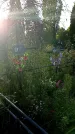 Захоронение ID 1296164