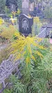 Захоронение ID 1296211