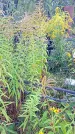 Захоронение ID 1296292