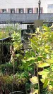 Захоронение ID 1296499
