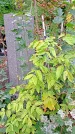 Захоронение ID 1298115