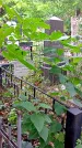 Захоронение ID 1298146