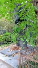 Захоронение ID 1298256