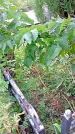 Захоронение ID 1298341