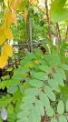 Захоронение ID 1298416
