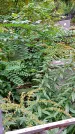 Захоронение ID 1298436