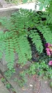 Захоронение ID 1298468