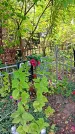 Захоронение ID 1298692