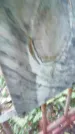 Захоронение ID 1300132